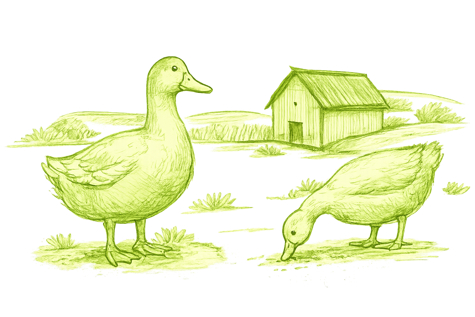 Ducks roaming and eating on the farm