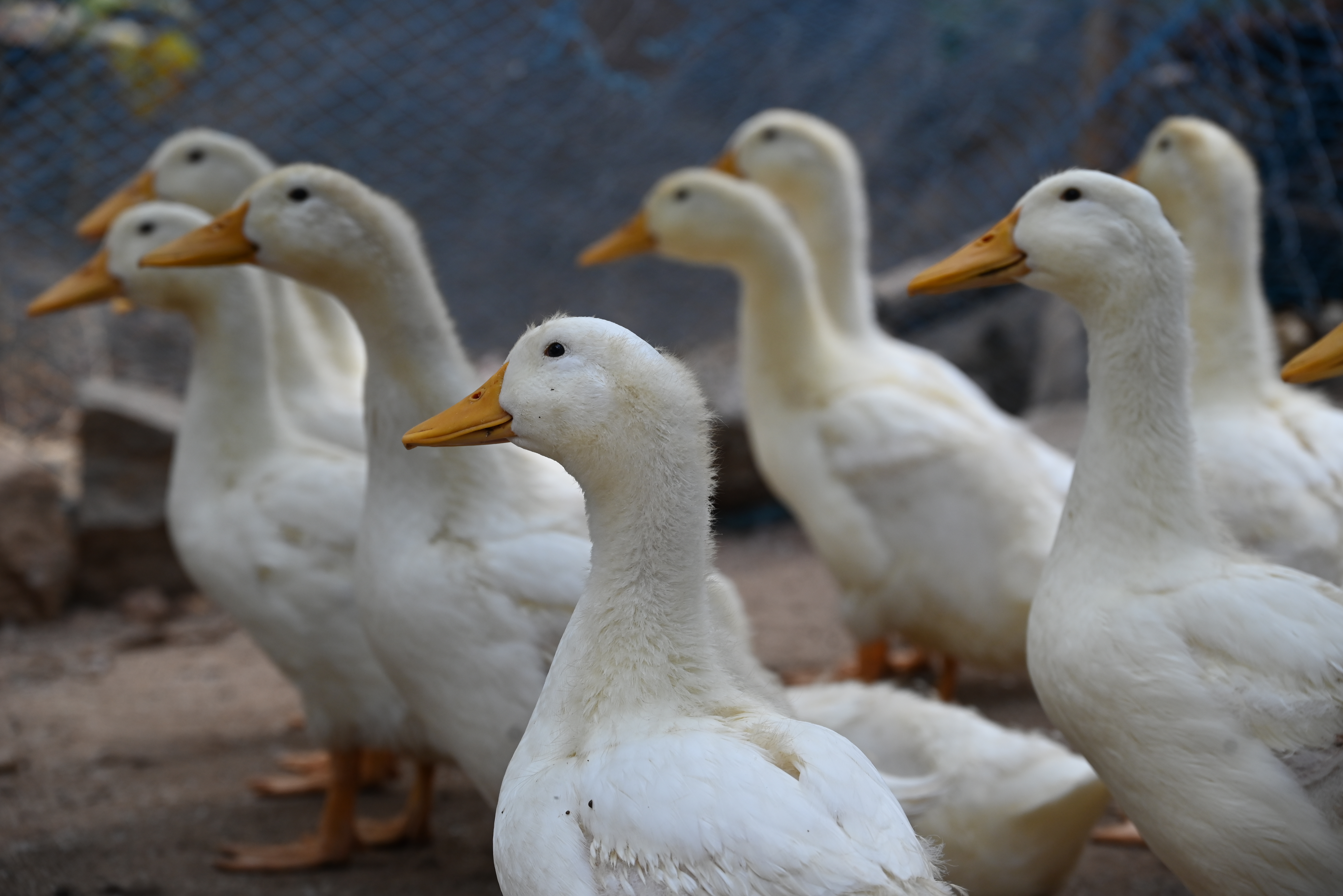 Farm story — image 1