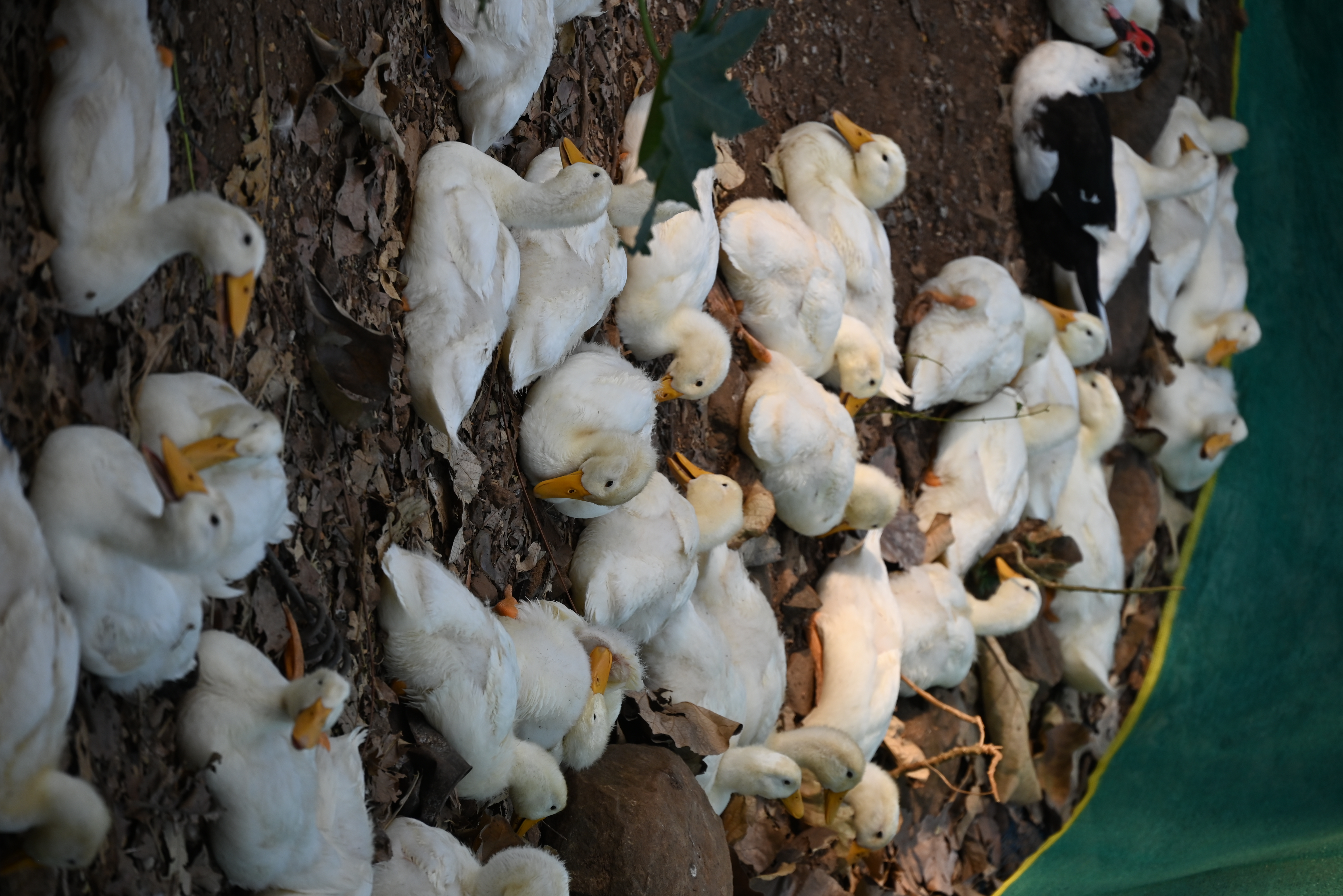 Farm story — image 2