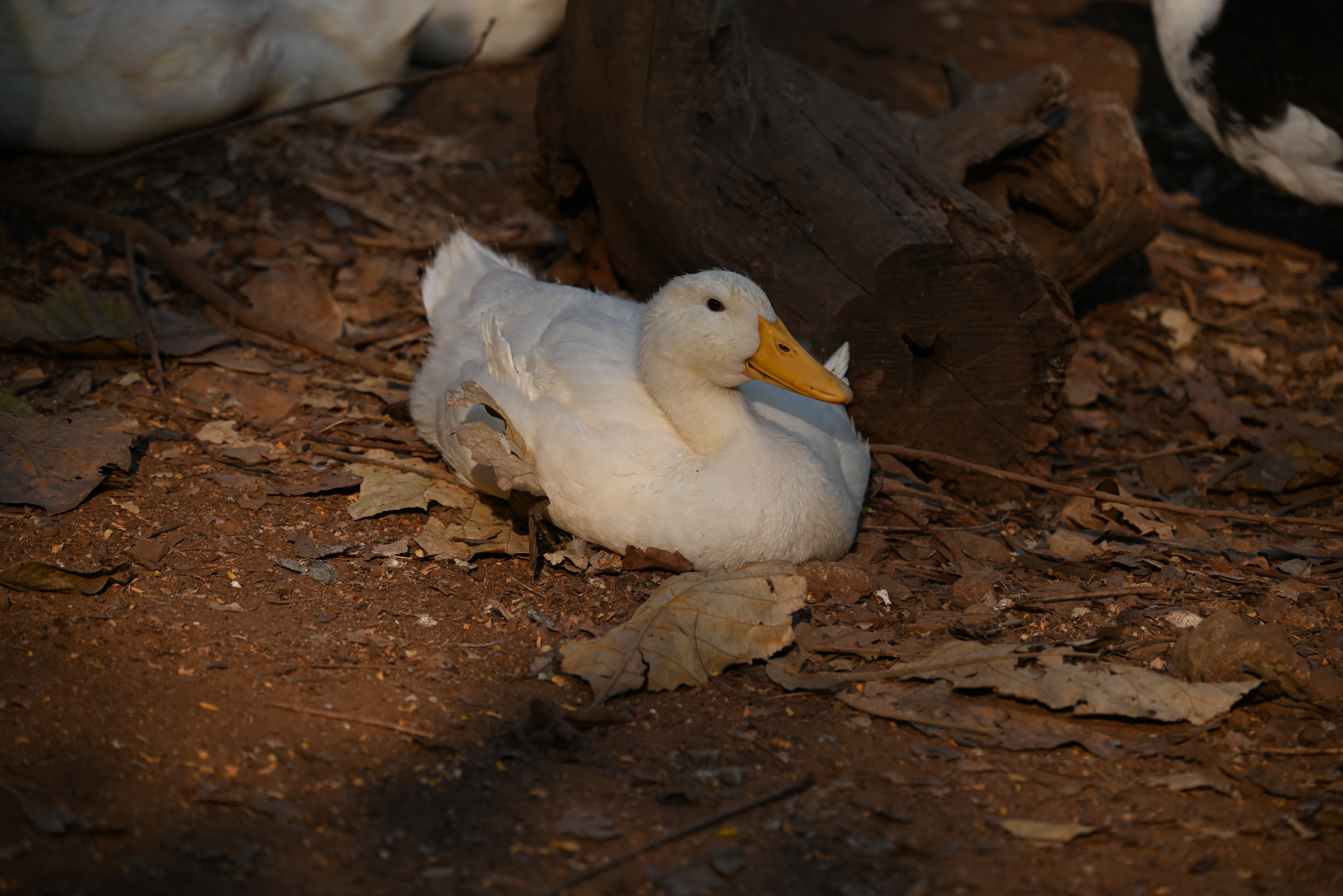 Farm story — image 3