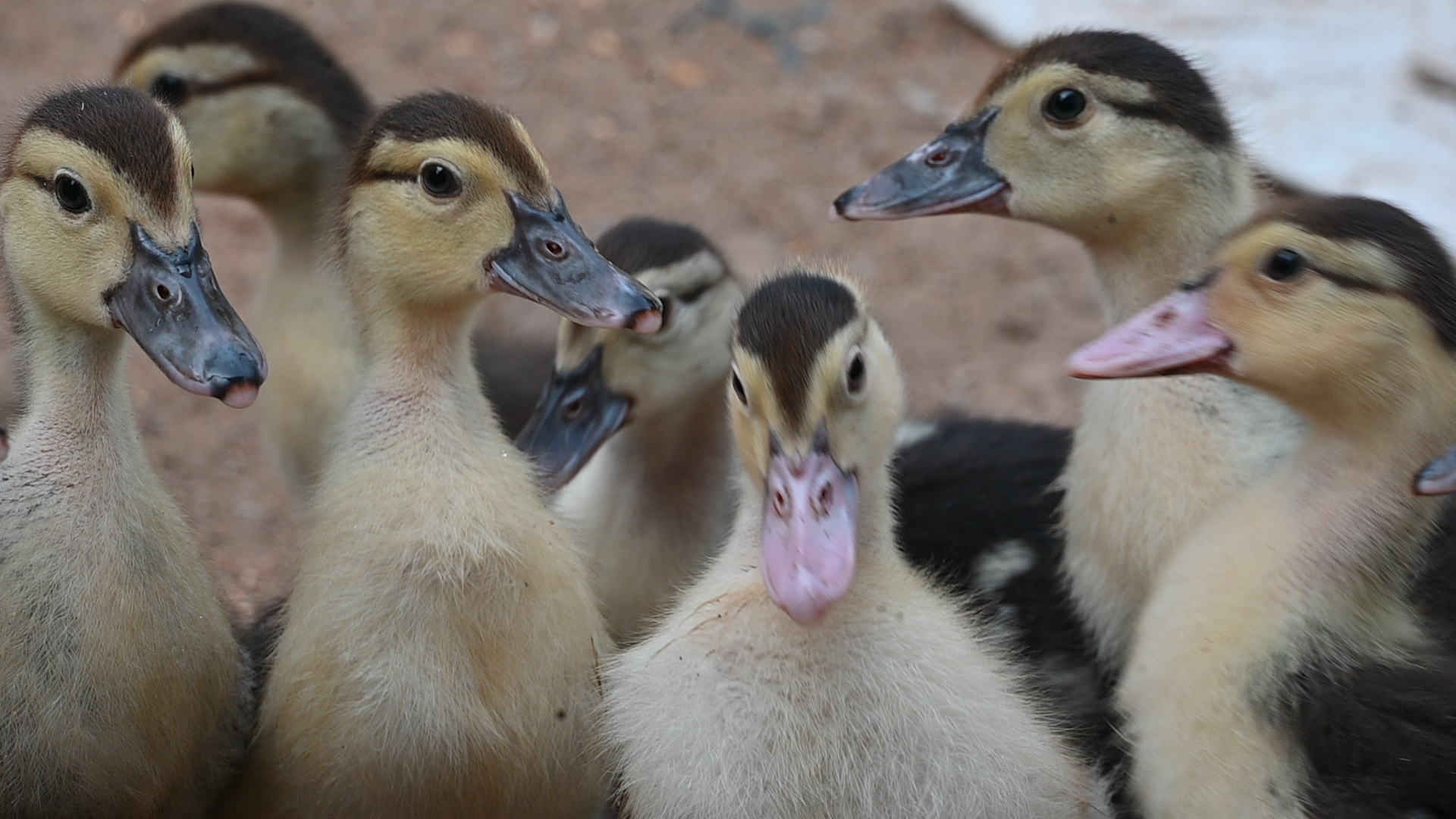 Farm story — image 4