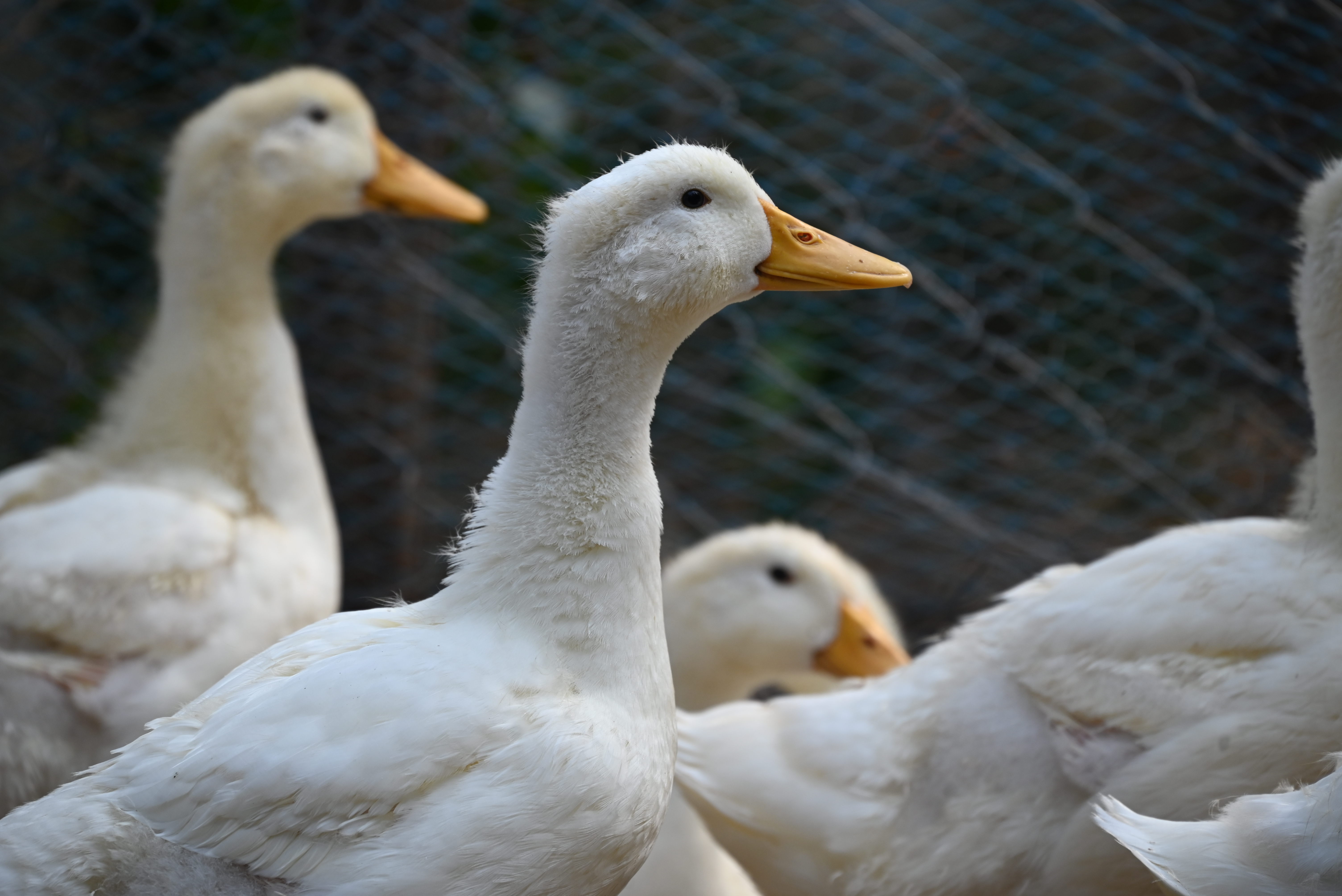 Farm story — image 5